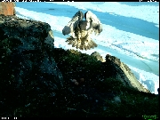 http://images.reconyx.com/gallery/thumb/2009-06-1808-39-47PMM01_03.JPG