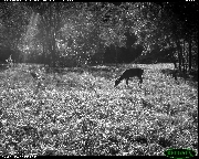 http://images.reconyx.com/gallery/thumb/2009-08-2206-44-06PMM01_03141606.JPG