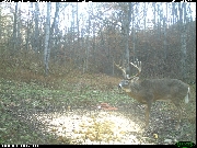 http://images.reconyx.com/gallery/thumb/2011-11-0708-37-44M2_2305655.JPG
