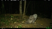http://images.reconyx.com/gallery/thumb/2012-09-2120-26-44M4_5.JPG