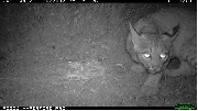 http://images.reconyx.com/gallery/thumb/Bobcat073528.jpg
