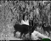 http://images.reconyx.com/gallery/thumb/DavidJohnsonRM45DOESINSNOW.JPG