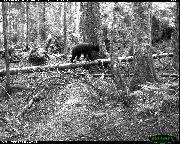 http://images.reconyx.com/gallery/thumb/GregMorrisBlackBear.JPG