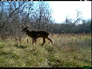 http://images.reconyx.com/gallery/thumb/IMG_0051.JPG