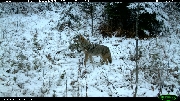 http://images.reconyx.com/gallery/thumb/IMG_0076.JPG