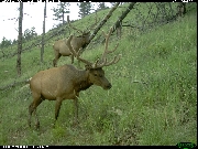 http://images.reconyx.com/gallery/thumb/IMG_0094065246.JPG