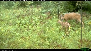 http://images.reconyx.com/gallery/thumb/IMG_0120.JPG
