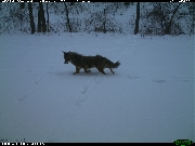 http://images.reconyx.com/gallery/thumb/IMG_0142.JPG