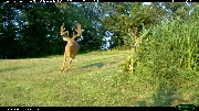 http://images.reconyx.com/gallery/thumb/IMG_0205.JPG