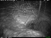 http://images.reconyx.com/gallery/thumb/IMG_0283.JPG
