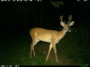 http://images.reconyx.com/gallery/thumb/IMG_1282.JPG