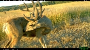 http://images.reconyx.com/gallery/thumb/IMG_3275.JPG