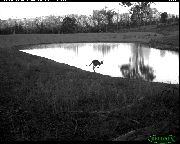 http://images.reconyx.com/gallery/thumb/Kangaroo_WFC_PL_Australia.jpg