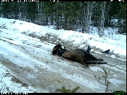http://images.reconyx.com/gallery/thumb/WBNP-WolverineonBisonCarcass.JPG