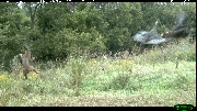 http://images.reconyx.com/gallery/thumb/bobcatattackingwildturkey.jpg