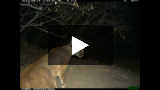 Caracal