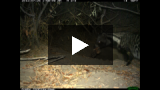 Civet Cat