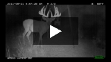 Pete Alfano, Comanche County, KS: Muffasa